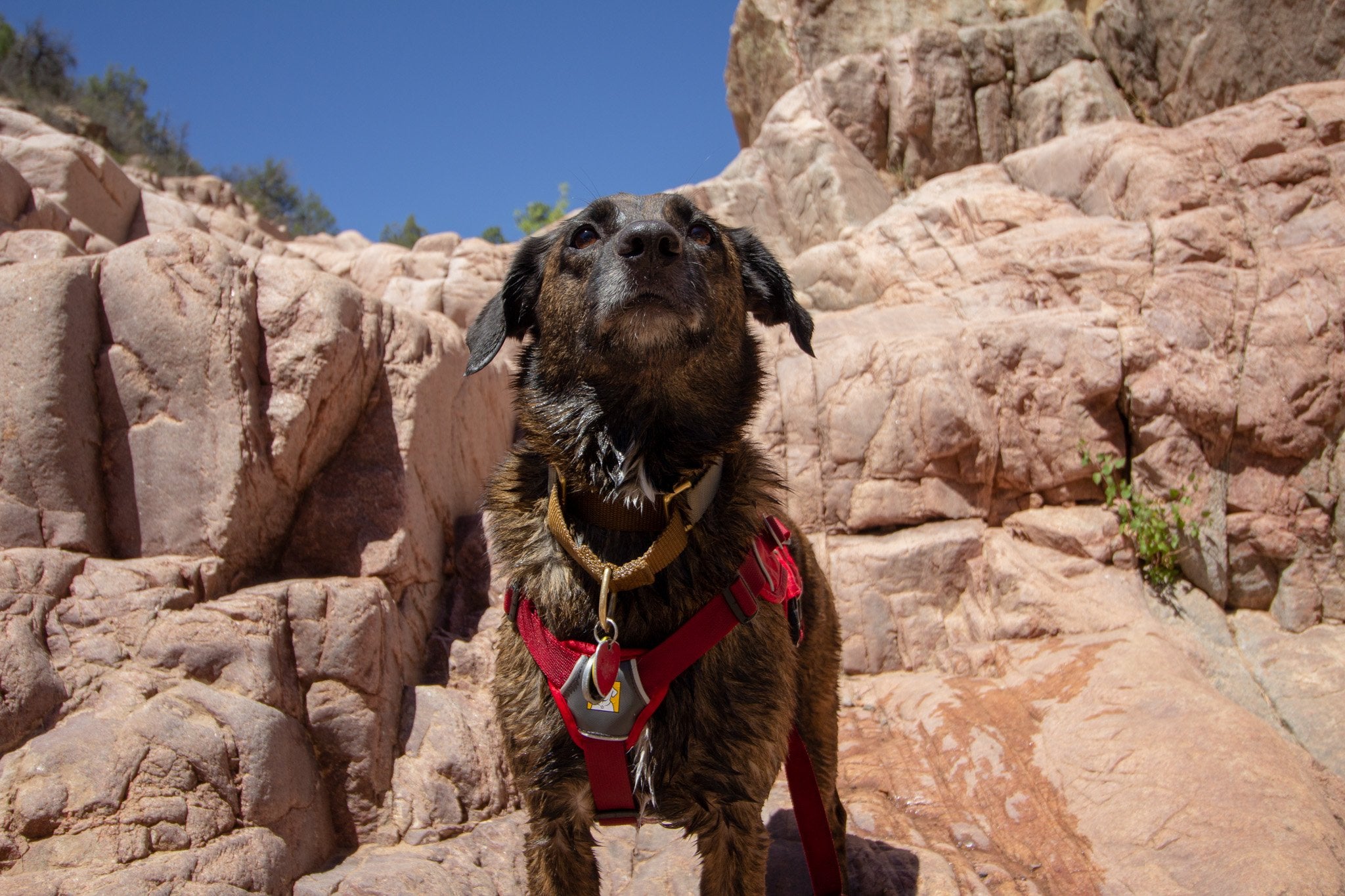 Tips For Hiking With Dogs in the Summer