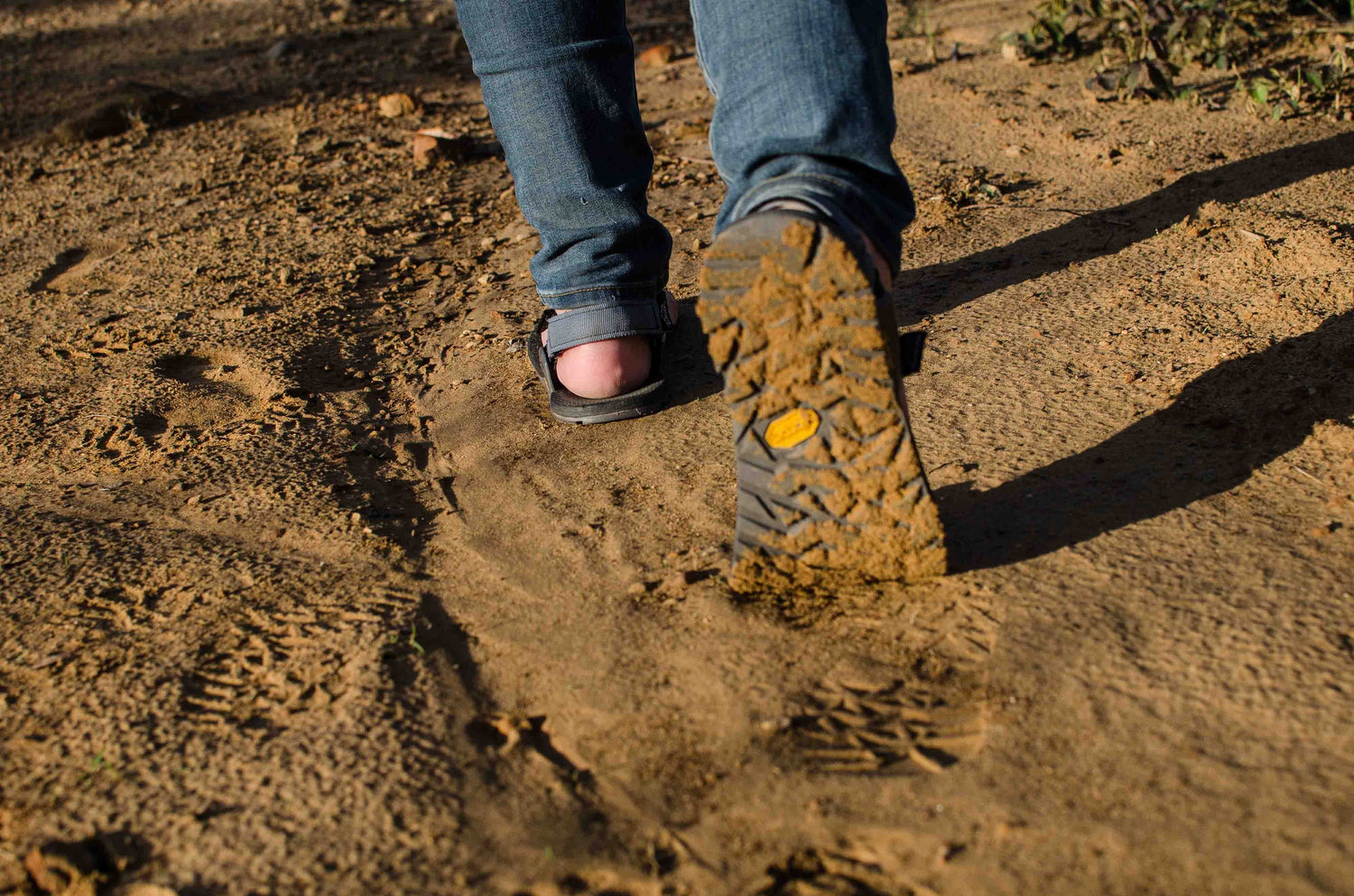 Our Impact on the Wild