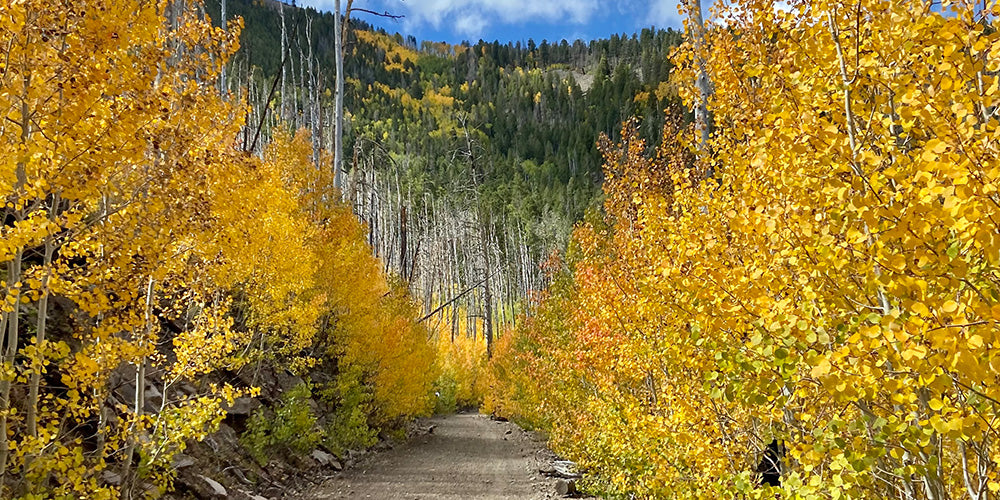 Anissa's Best Fall Hikes in Arizona