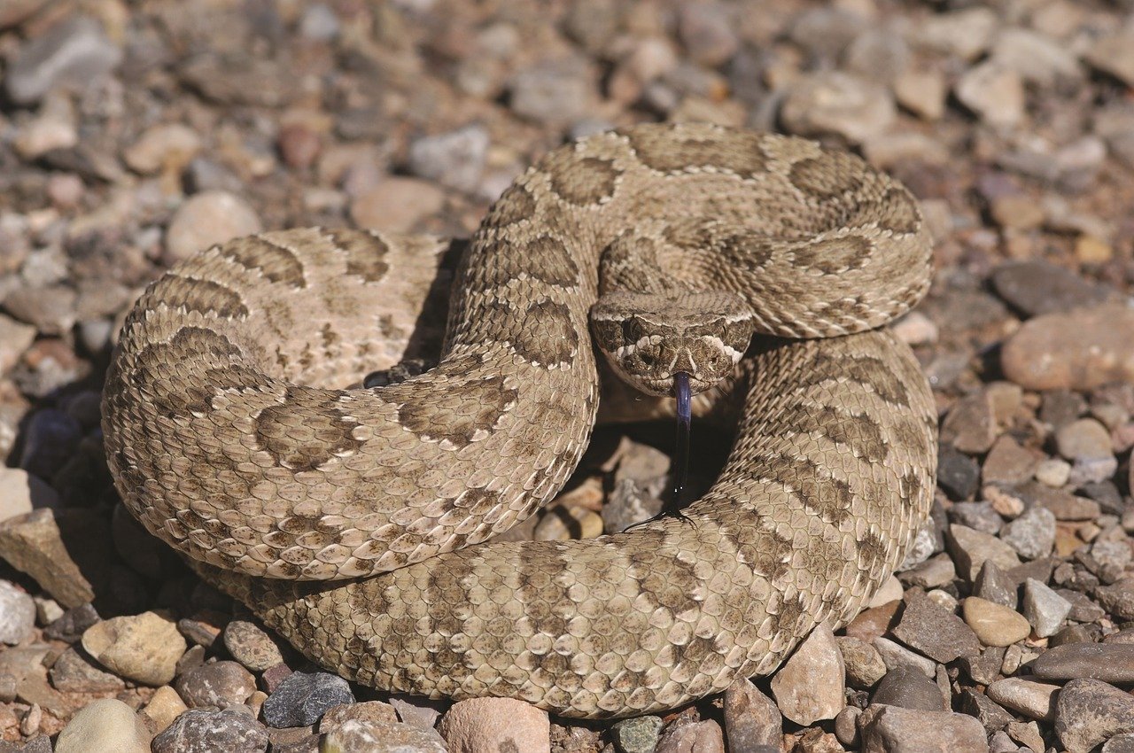 Welcome to Arizona. Summer Population: Lots of Snakes