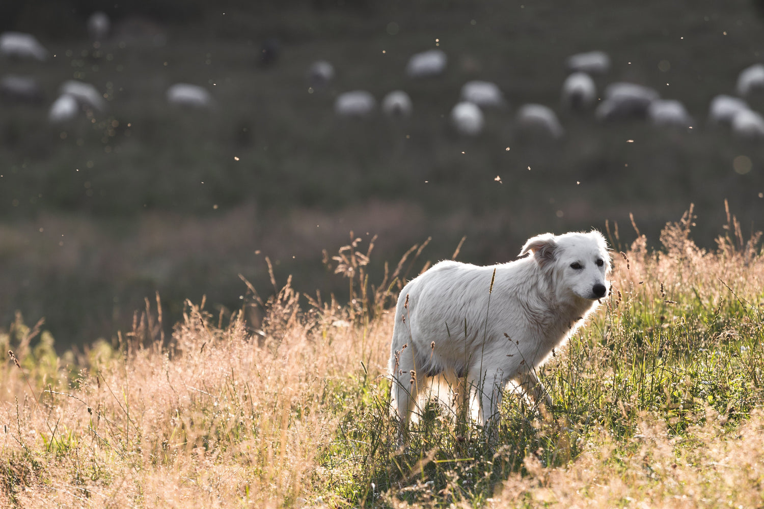 What Dog Poop REALLY Does to Nature