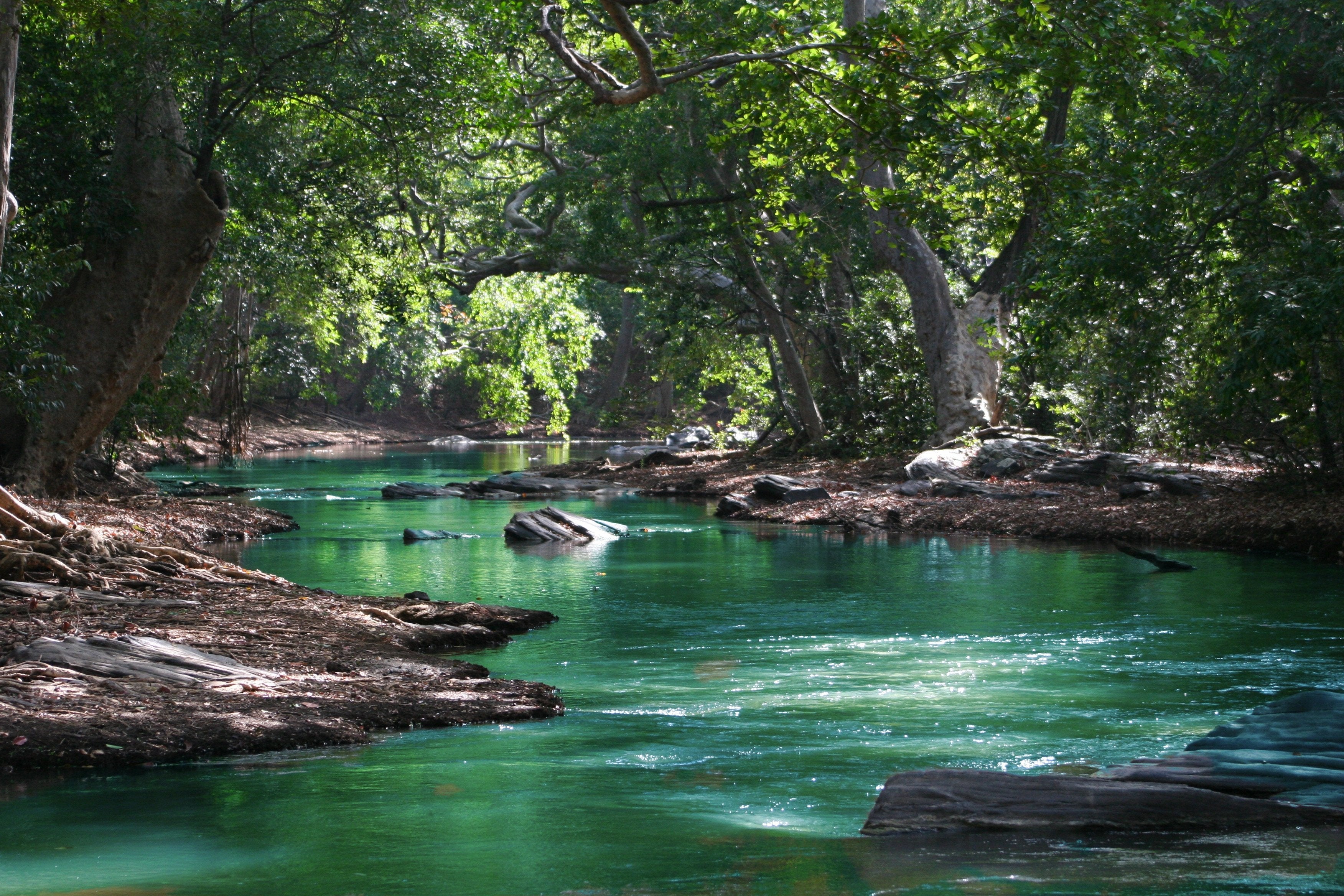 Finding Peace in Nature