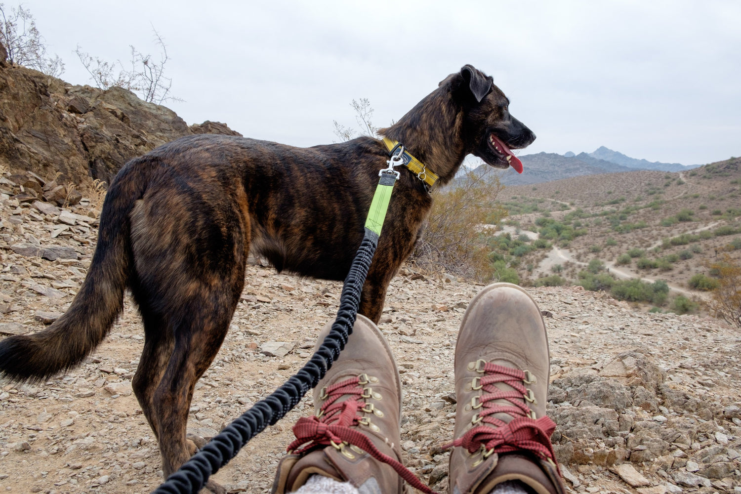 Best Gear for Hiking with Dogs
