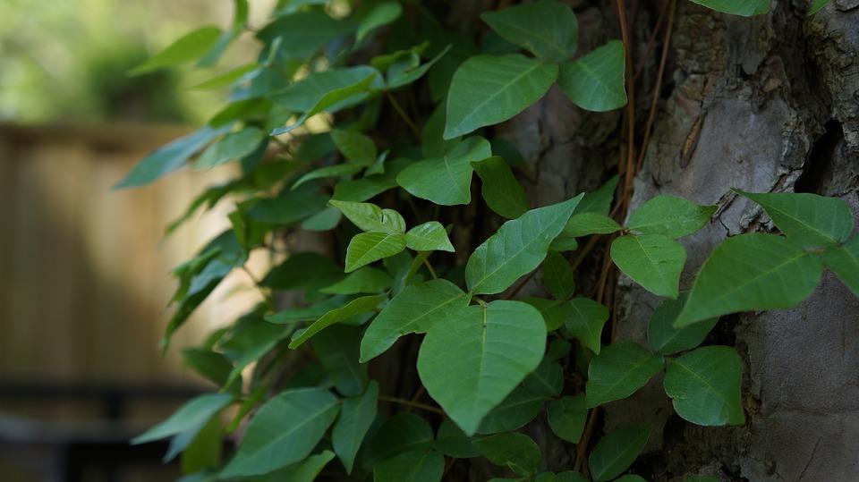 How to Spot Poison Ivy, Oak & Sumac