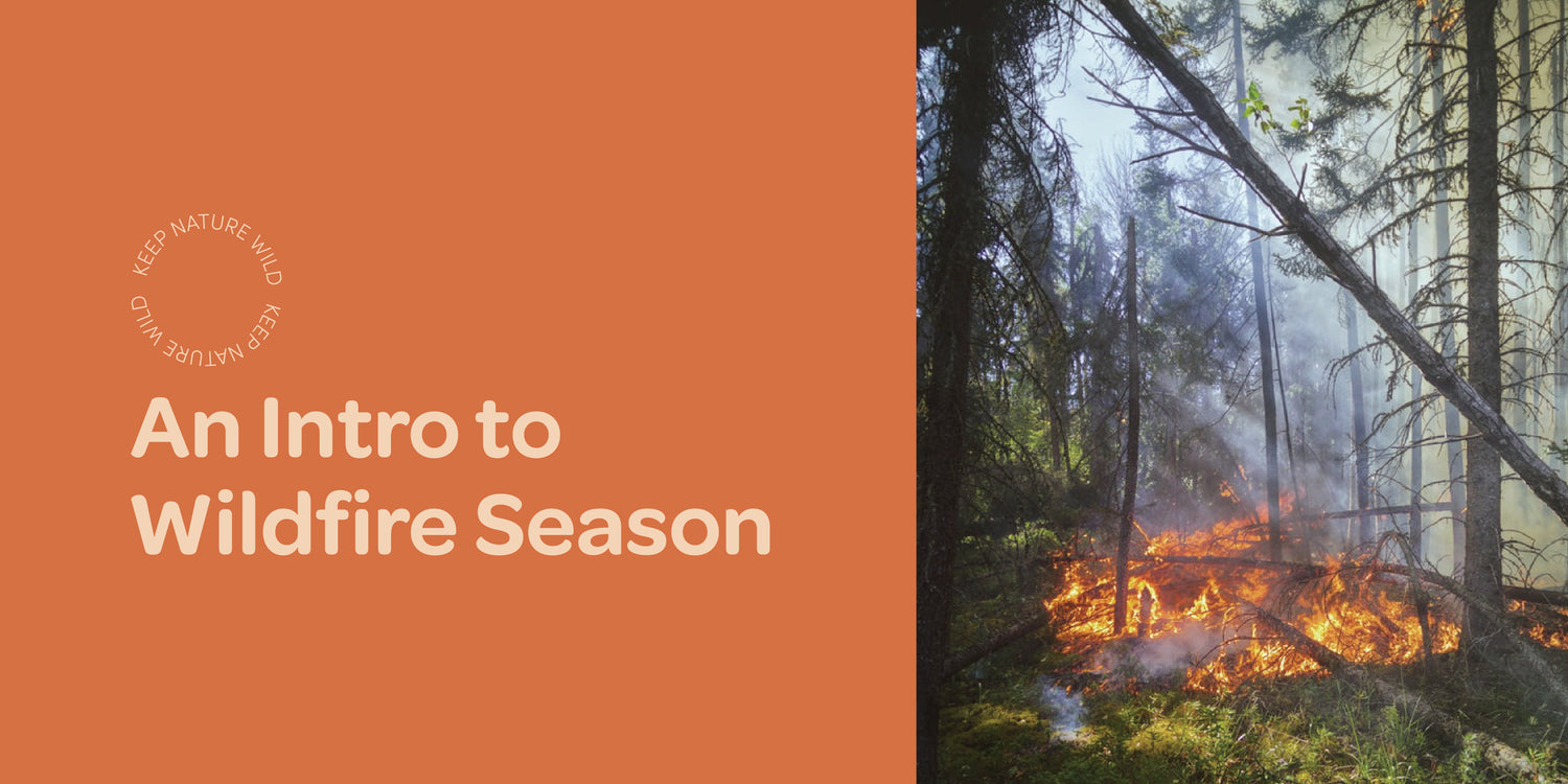 An Intro to Wildfire Season