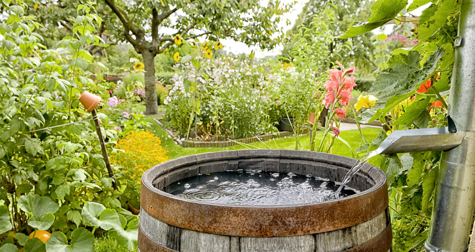 Rainwater Harvesting: What is it and is it beneficial?