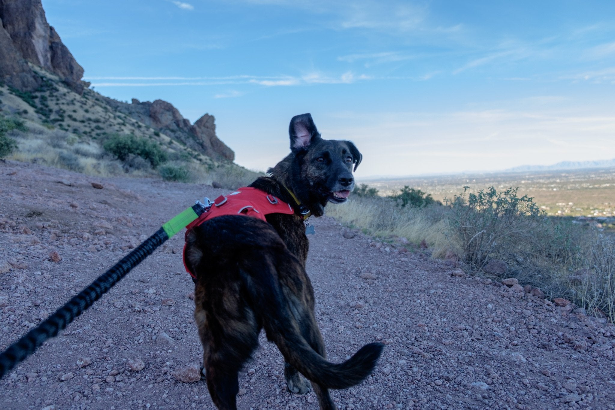 Dog deals off leash